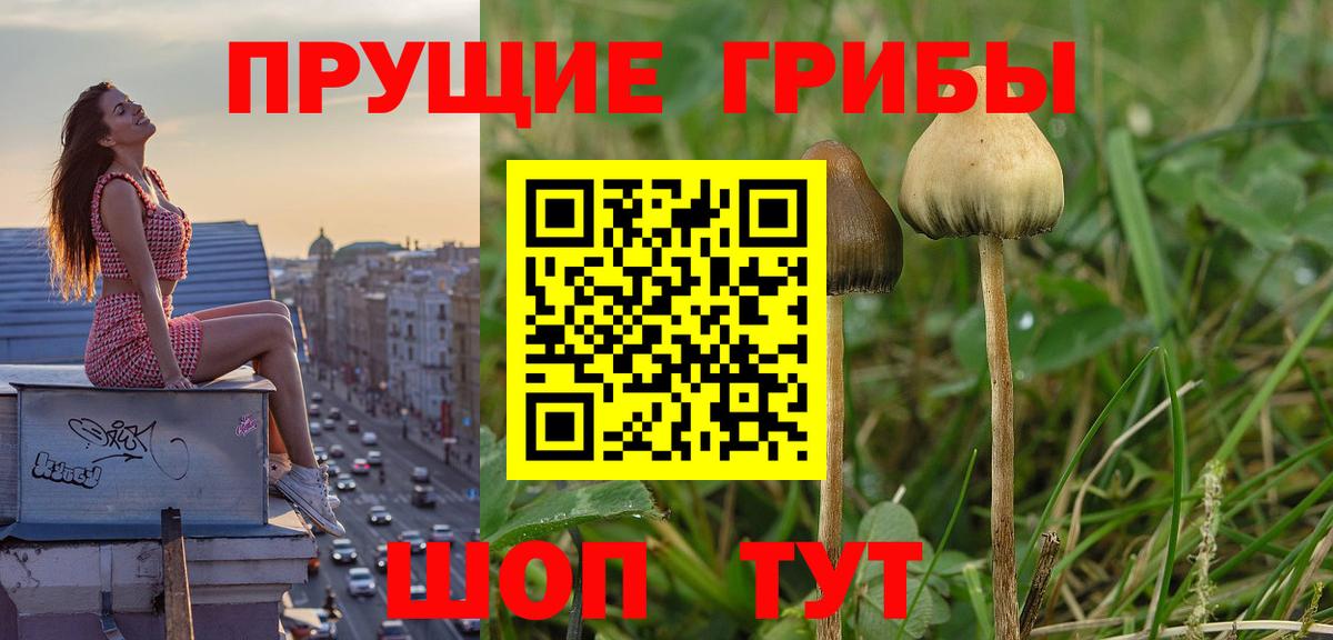 Галлюциногенные грибы MAGIC MUSHROOMS  Вход с VPN  Канаш 